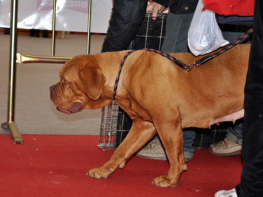 Dogo de Burdeos en pasarela