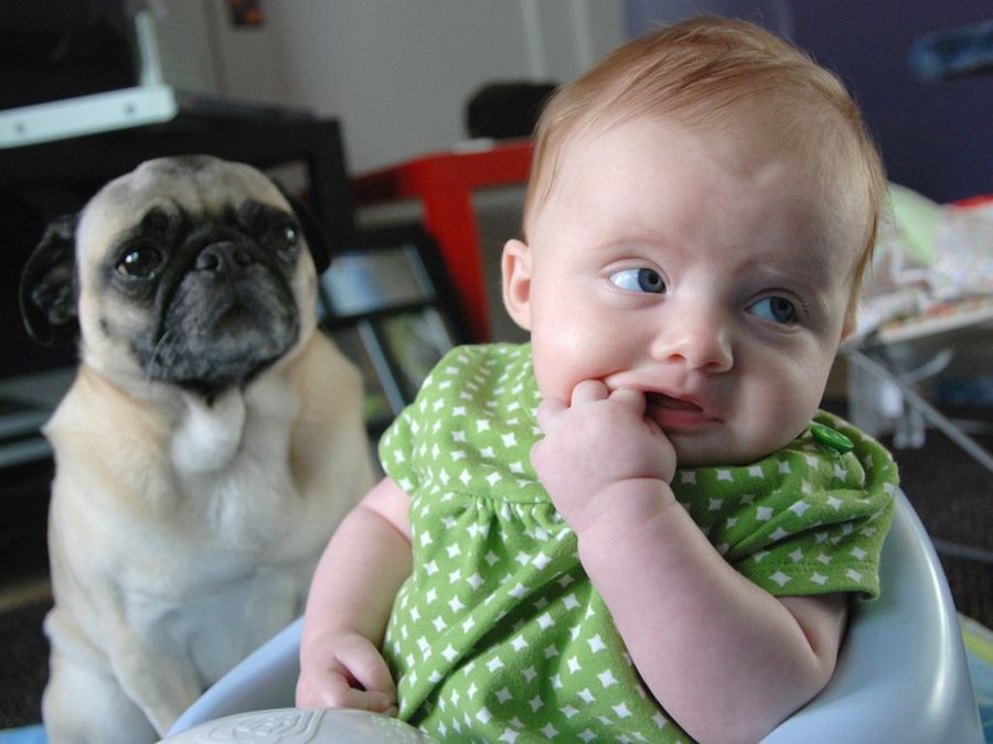 perro y bebé