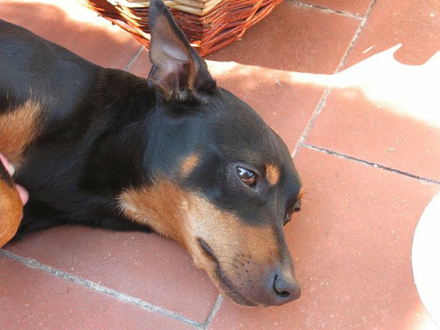 Pinscher