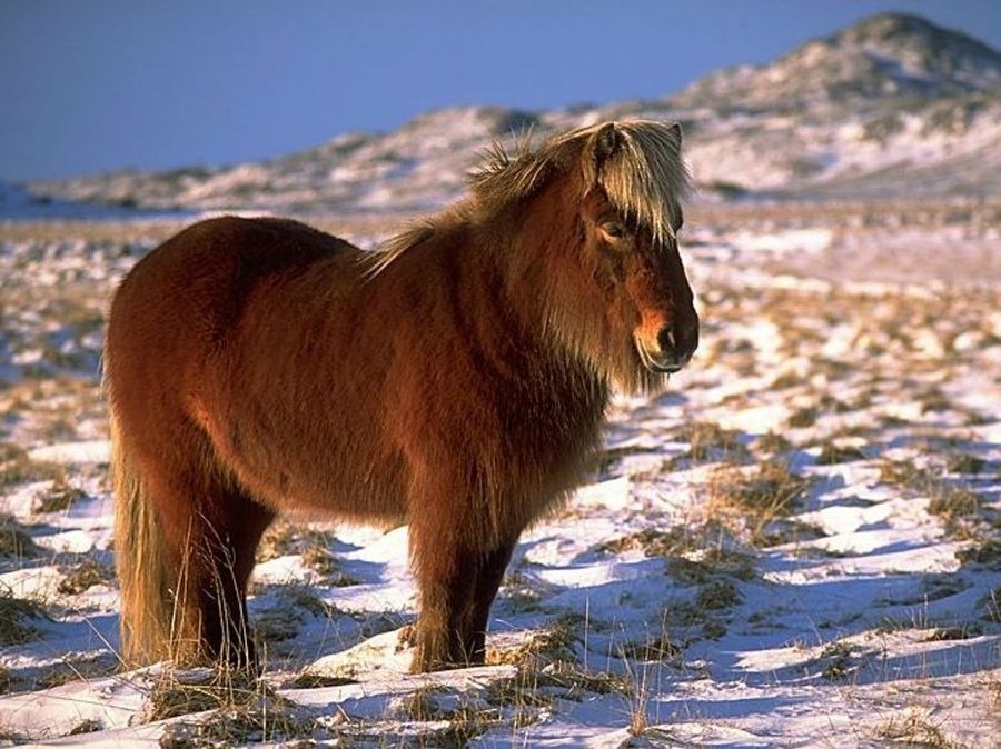 terapia asistida animales de compañia
