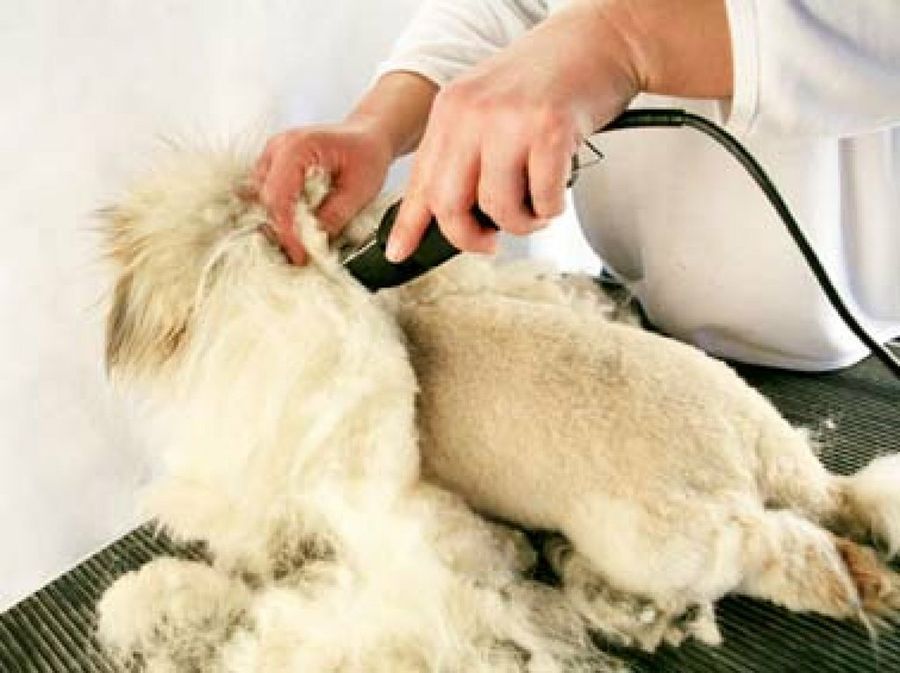 peluquería canina
