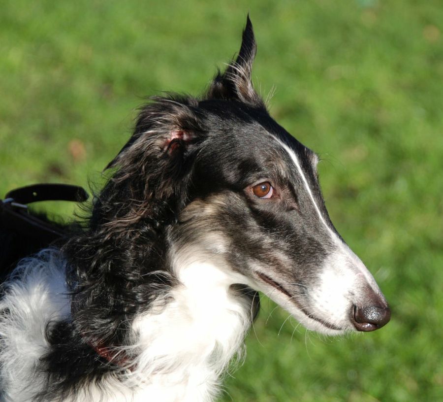 Borzoi