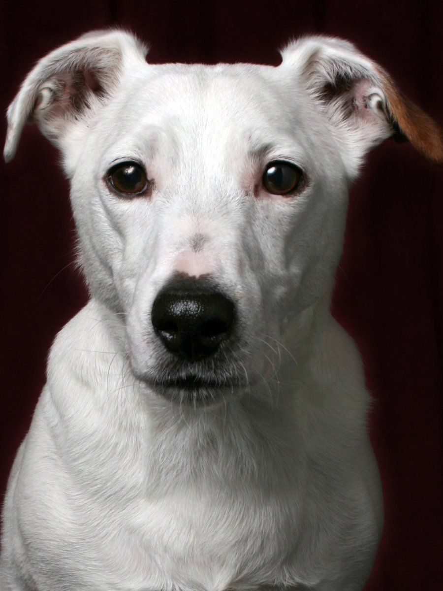 Perro