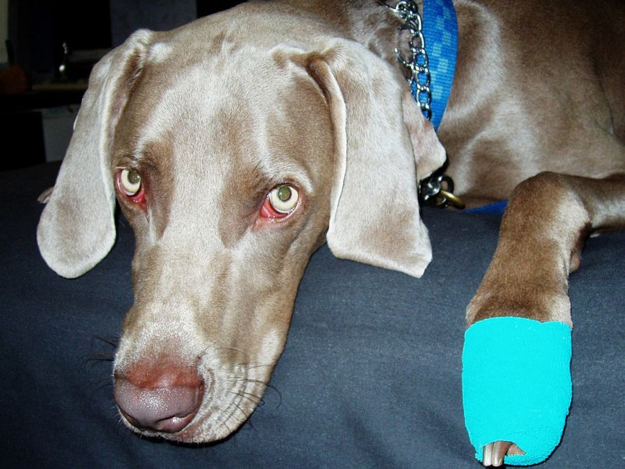 Perro
