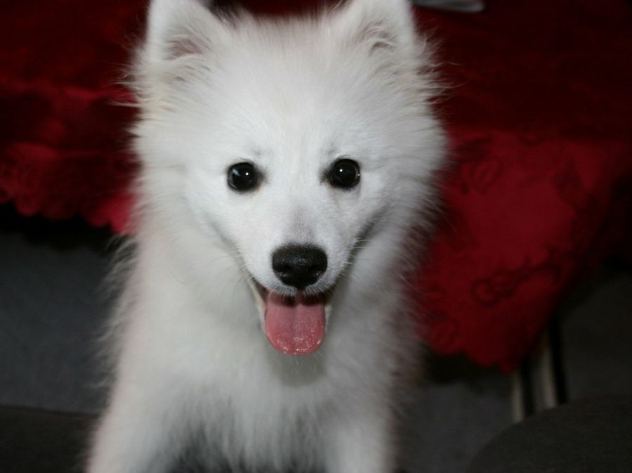 Perro