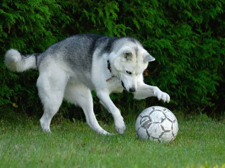 Perro