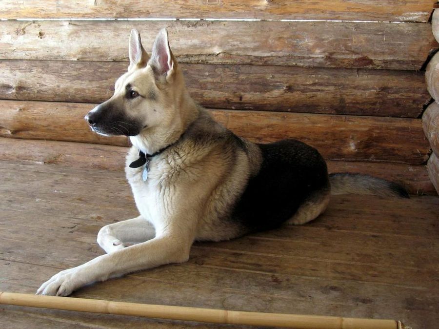 Perro
