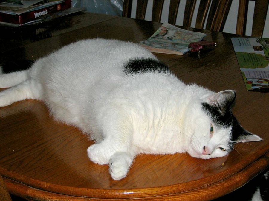 gato obeso tumbado