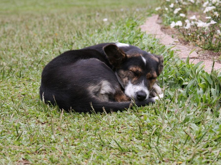 Perro