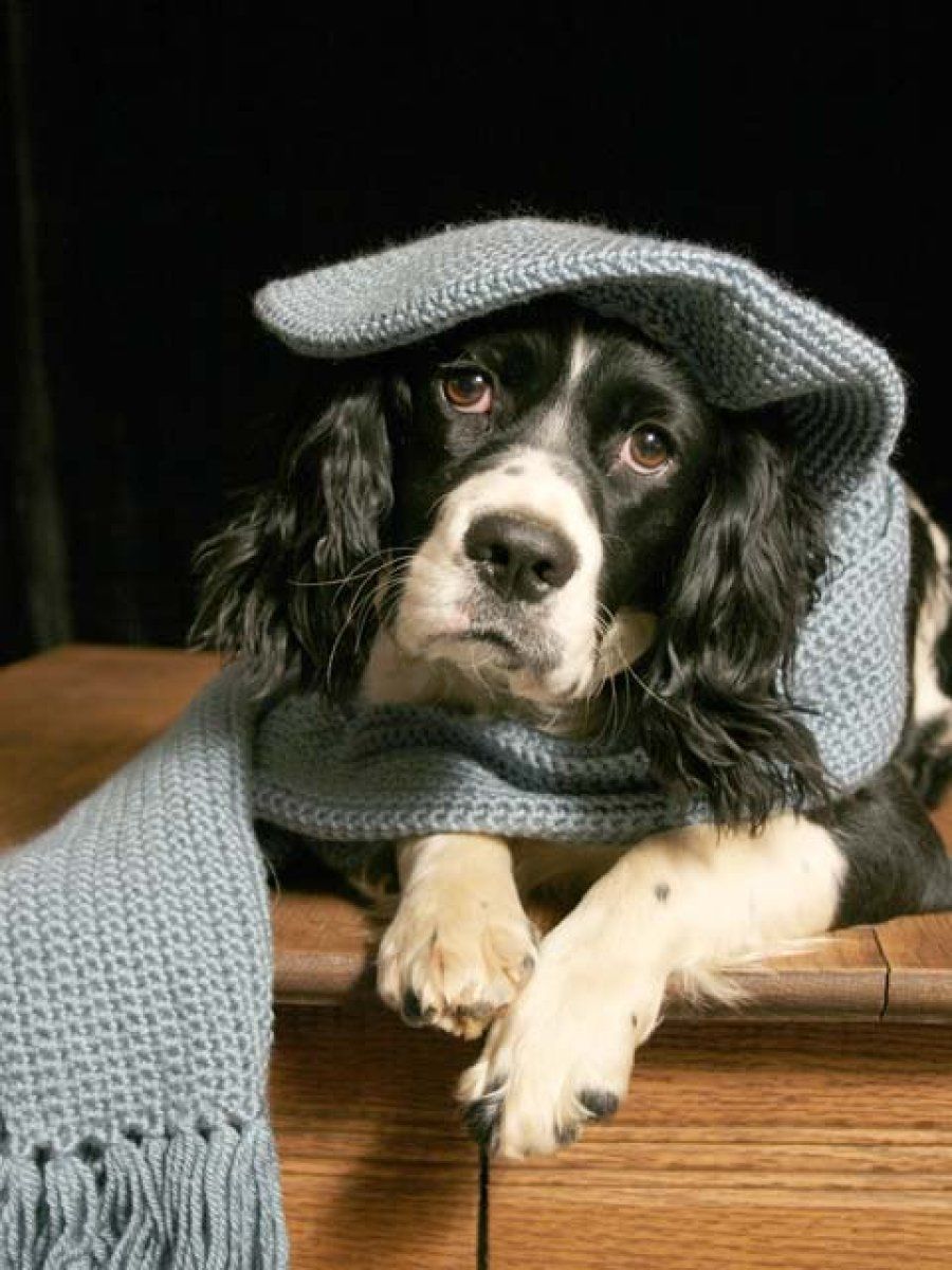 perro con bufanda