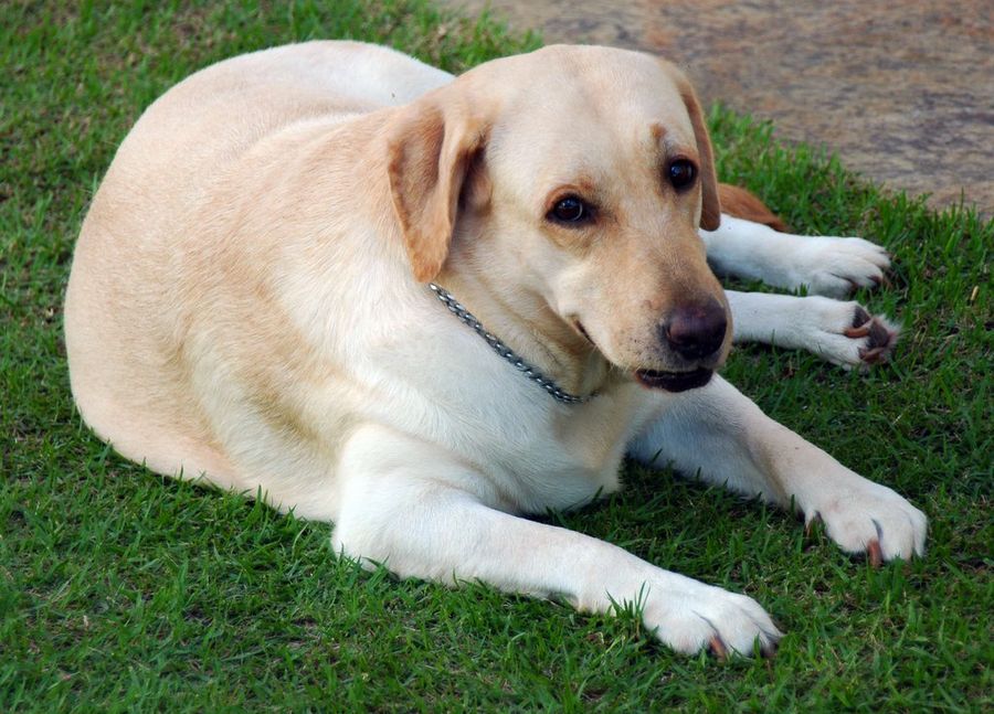 Perro