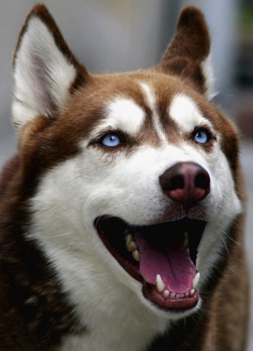Perro