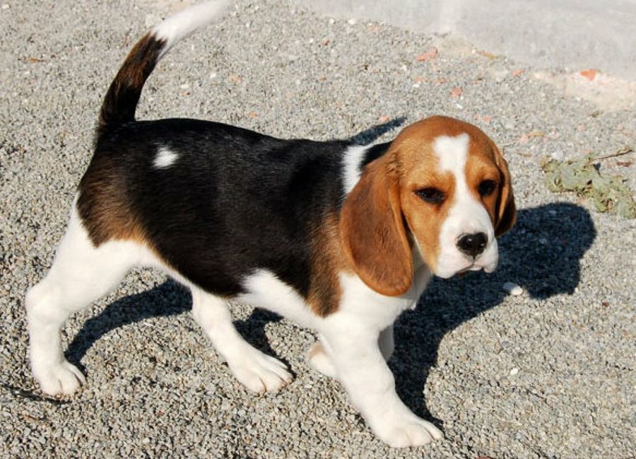 Perro