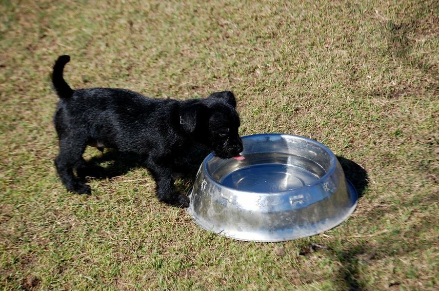 Cachorro