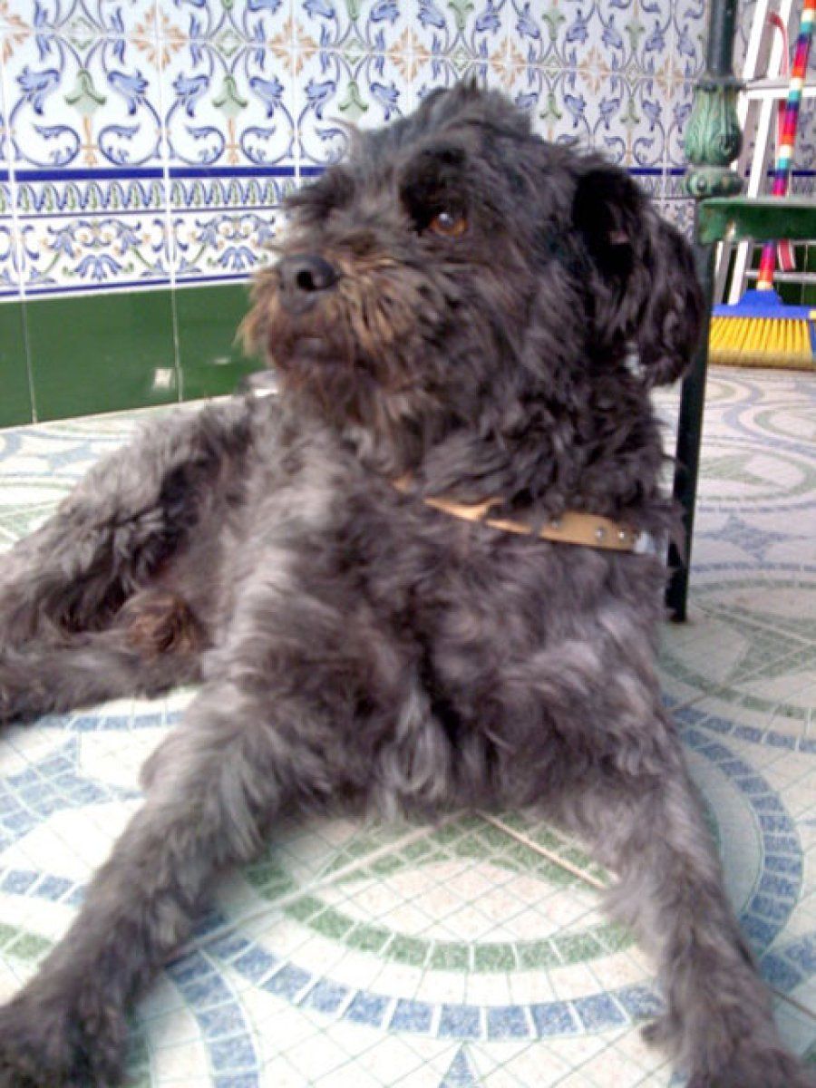 perro
