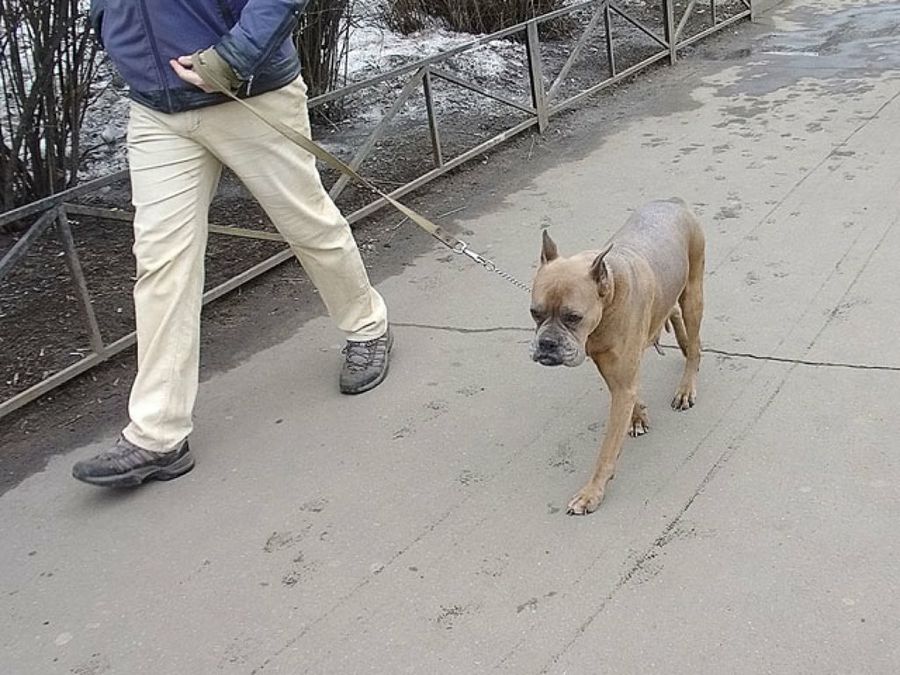 perro paseando con su dueño