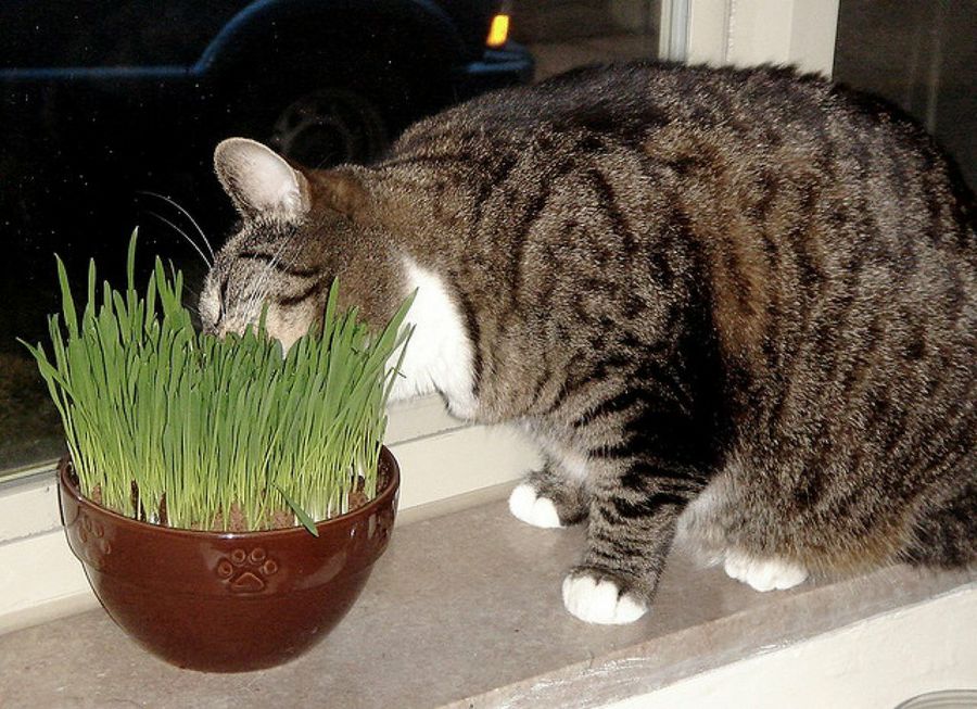 gato comiendo de maceta