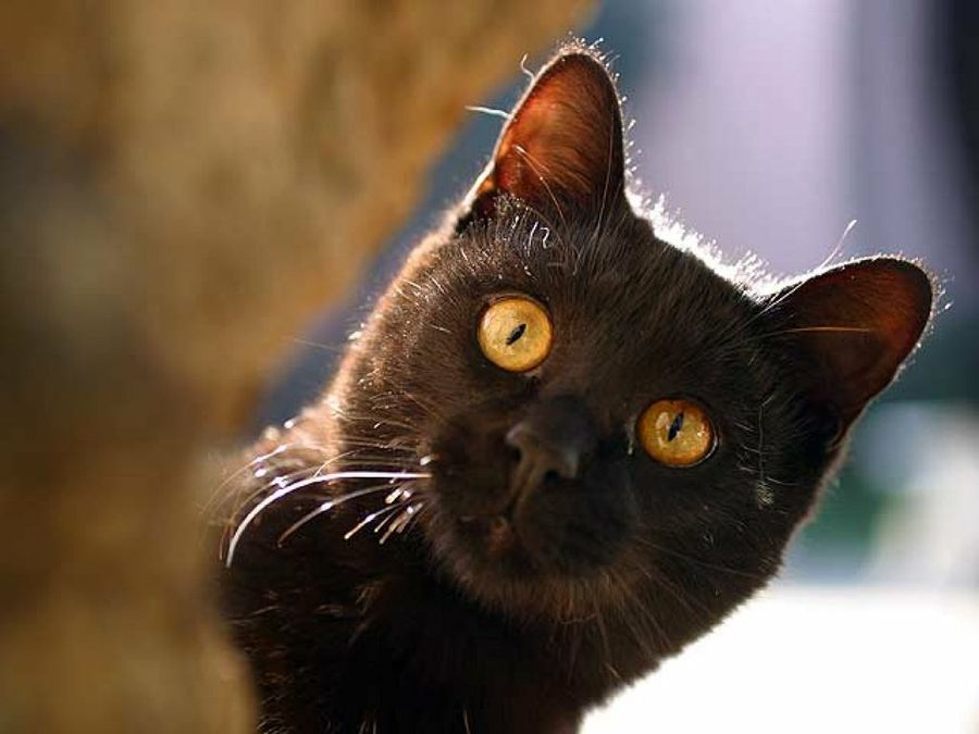 gatito negro