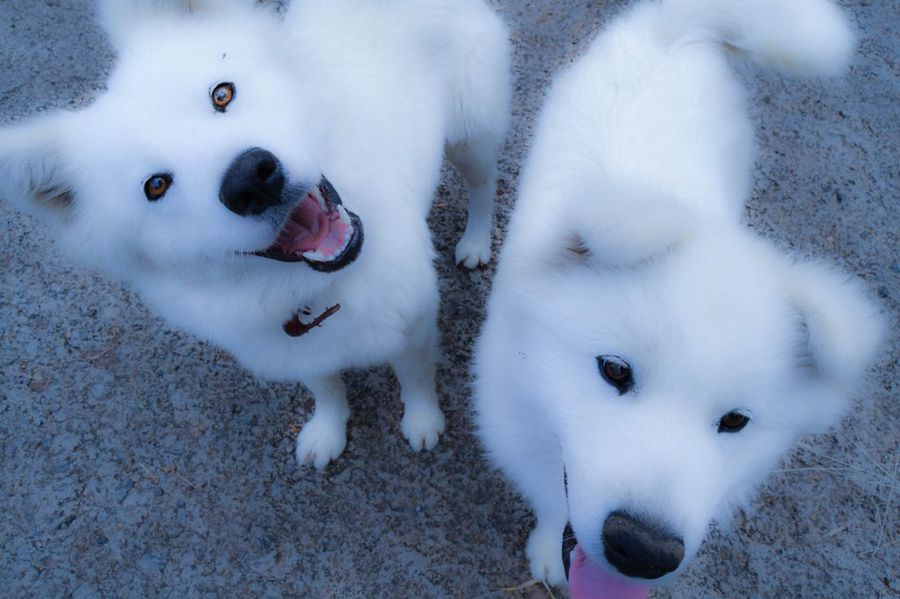 dos perros blancos