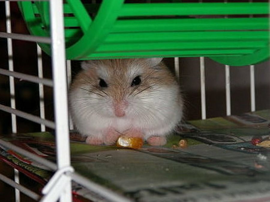 hamster