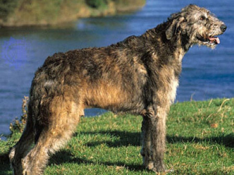perro
