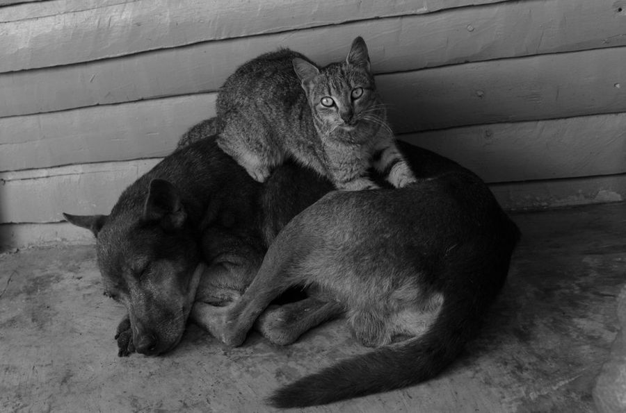 gato tumbado sobre perro