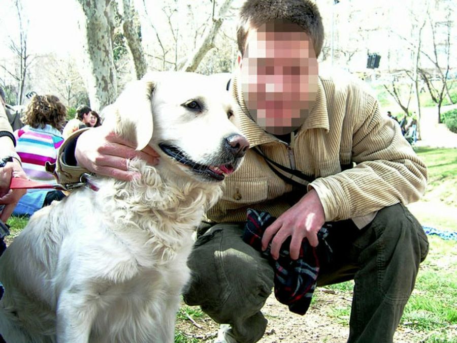 labrador