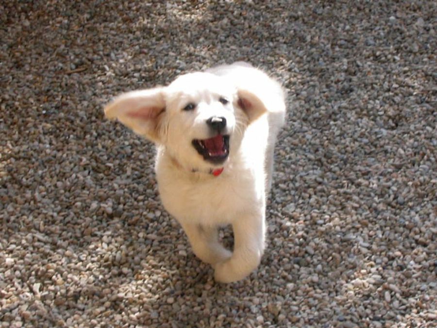cachorro