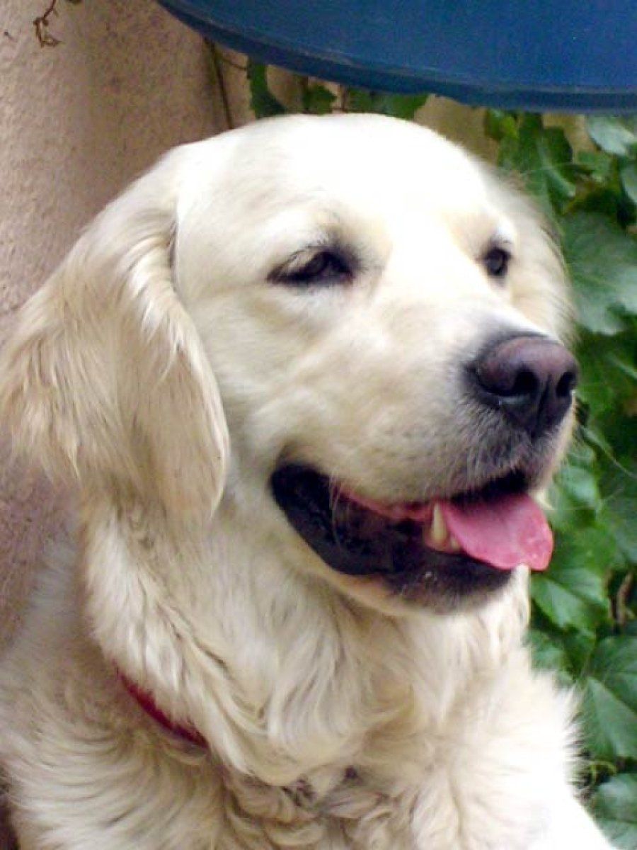 labrador