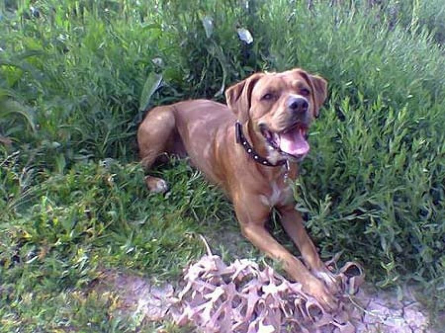 perro marrón