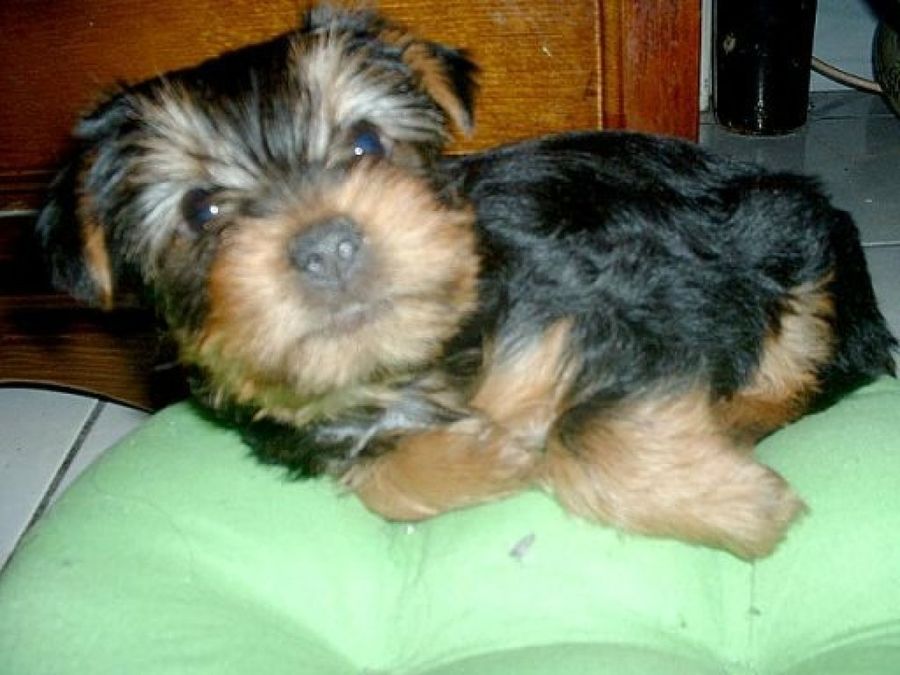 perro