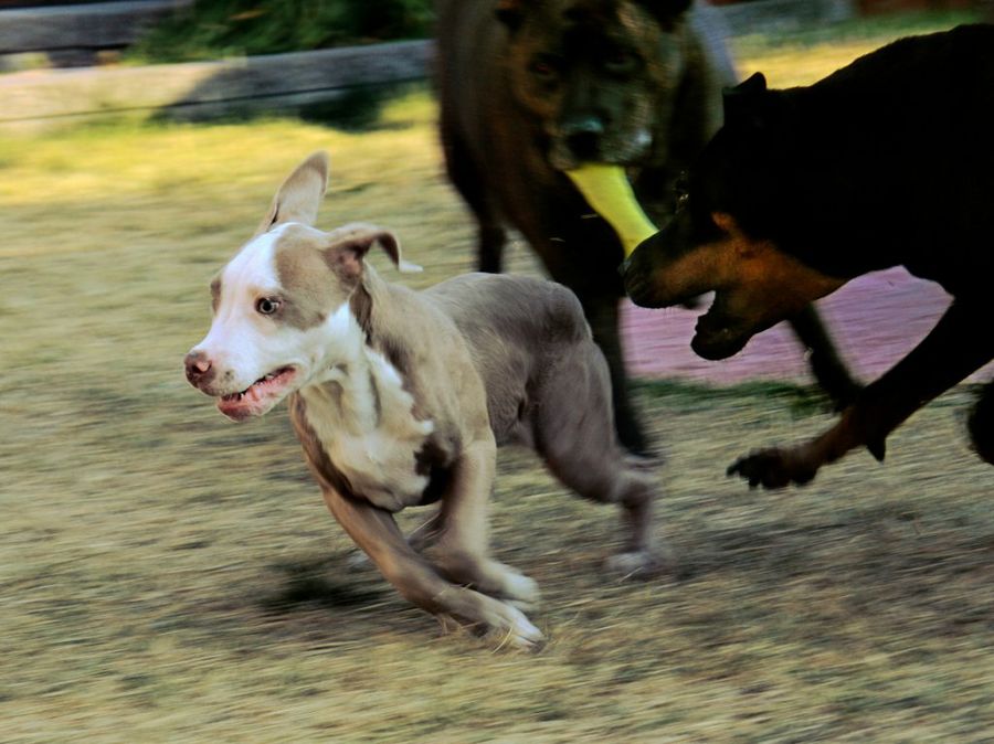 Perros corriendo