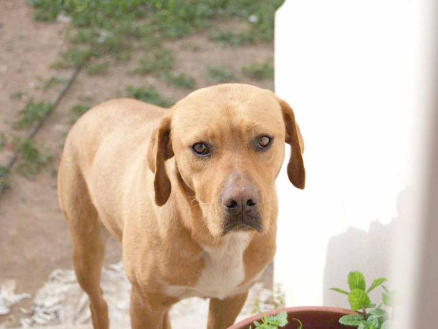 perro marrón