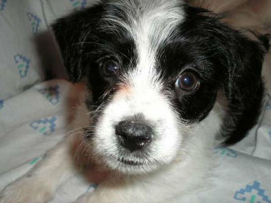 perro blanco y negro