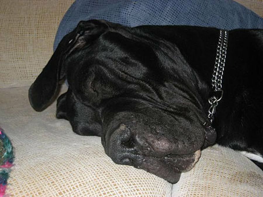 perro negro dormido