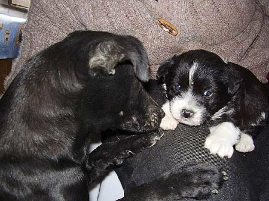 perros