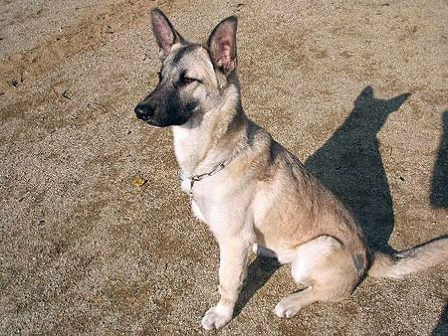 perro sentado