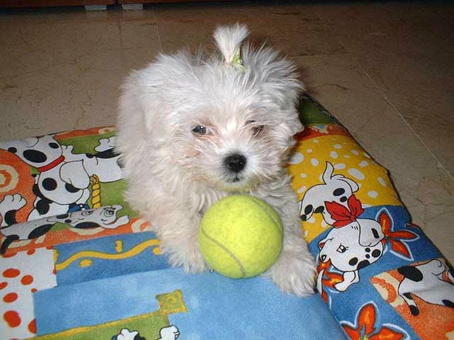 perro con pelota