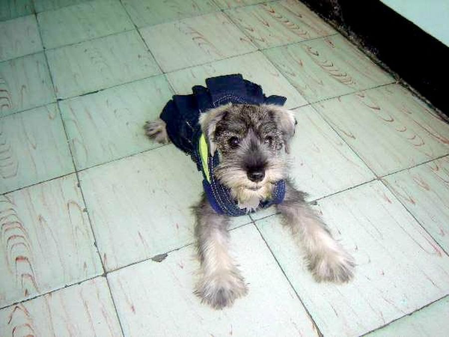 perro tumbado