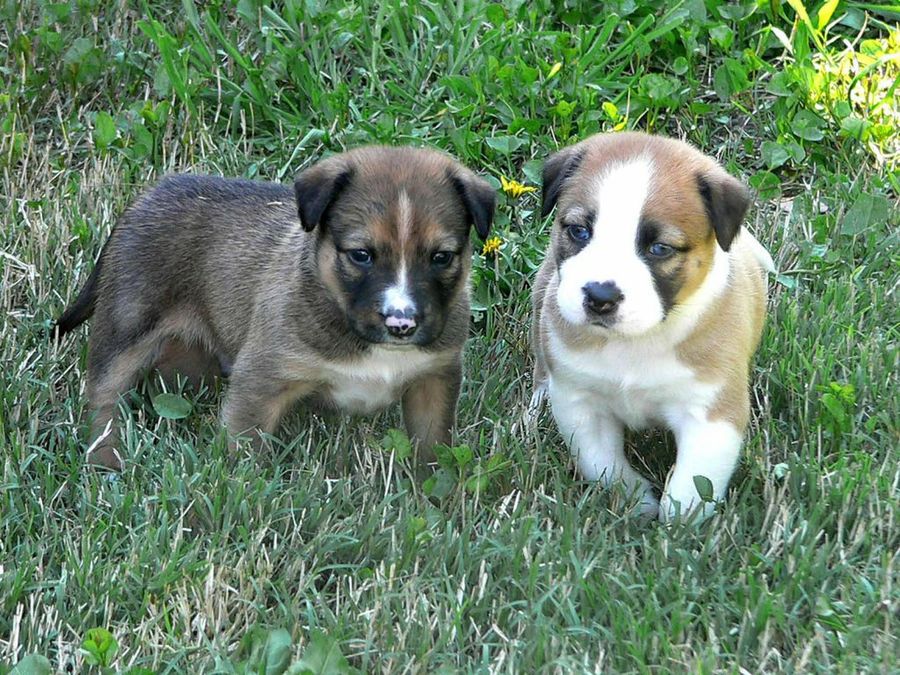 dos cachorros