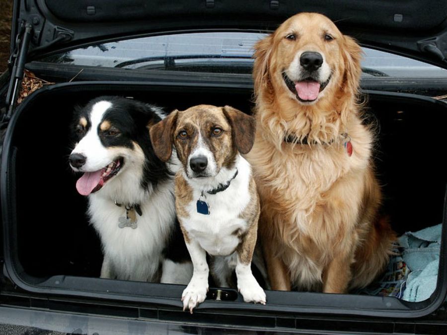 perros en el maletero