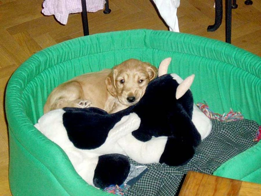 perro tumbado