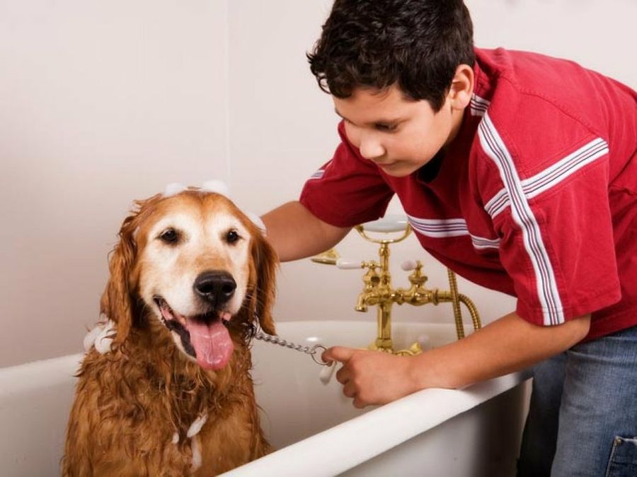 lavando al perro