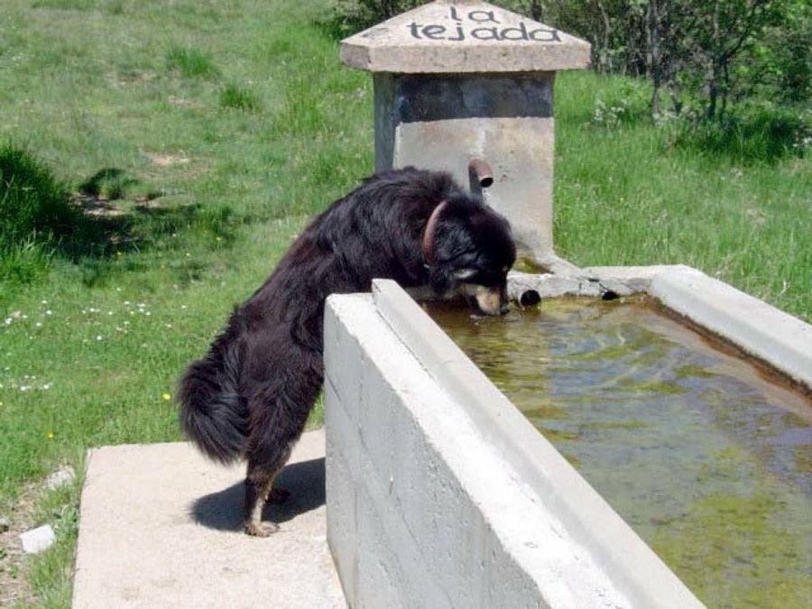 perro bebiendo