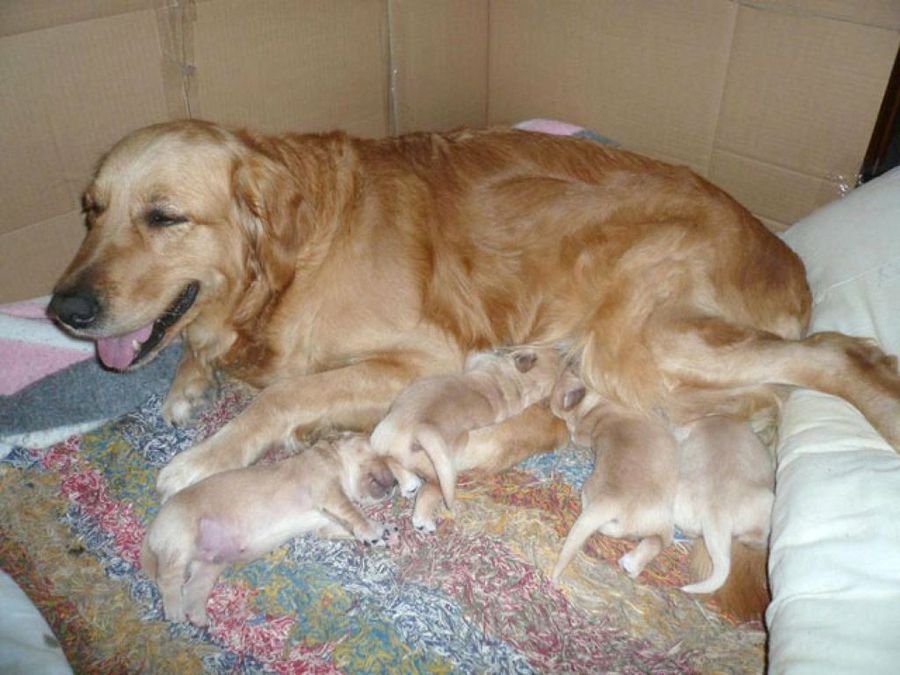 cachorros mamando