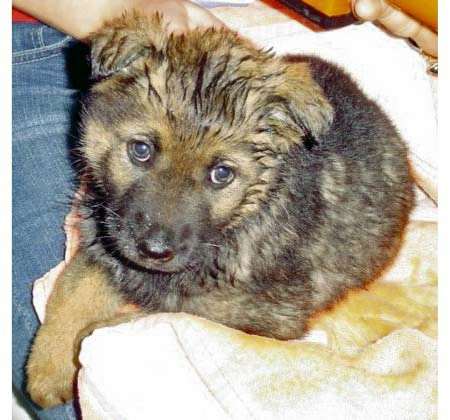 cachorro mojado