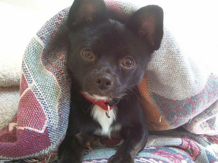 perro negro