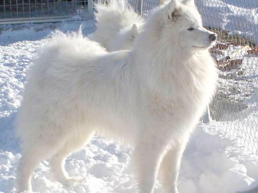 perro blanco en la nieve