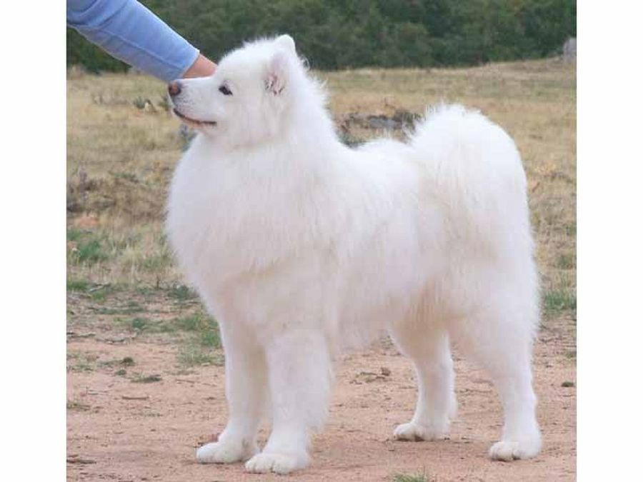 perro blanco