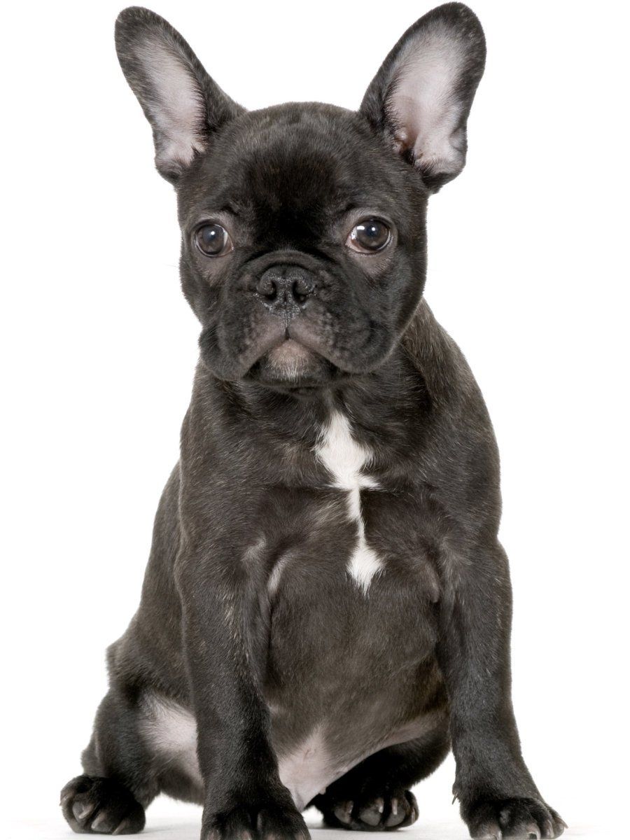 Bulldog 2